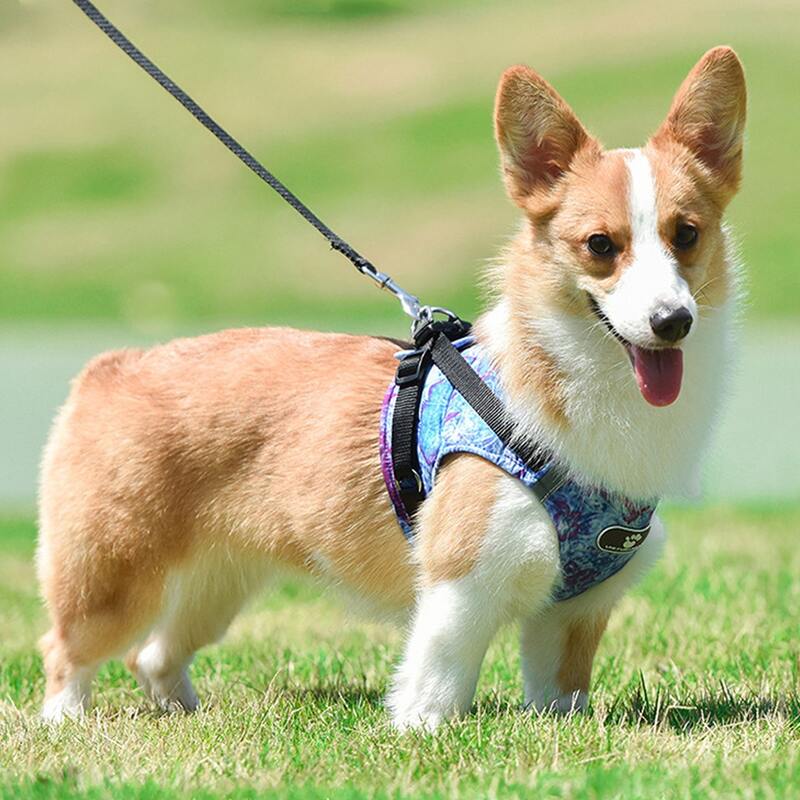 

1pc Fish Print Pet Harness & 1pc Leash, Blue