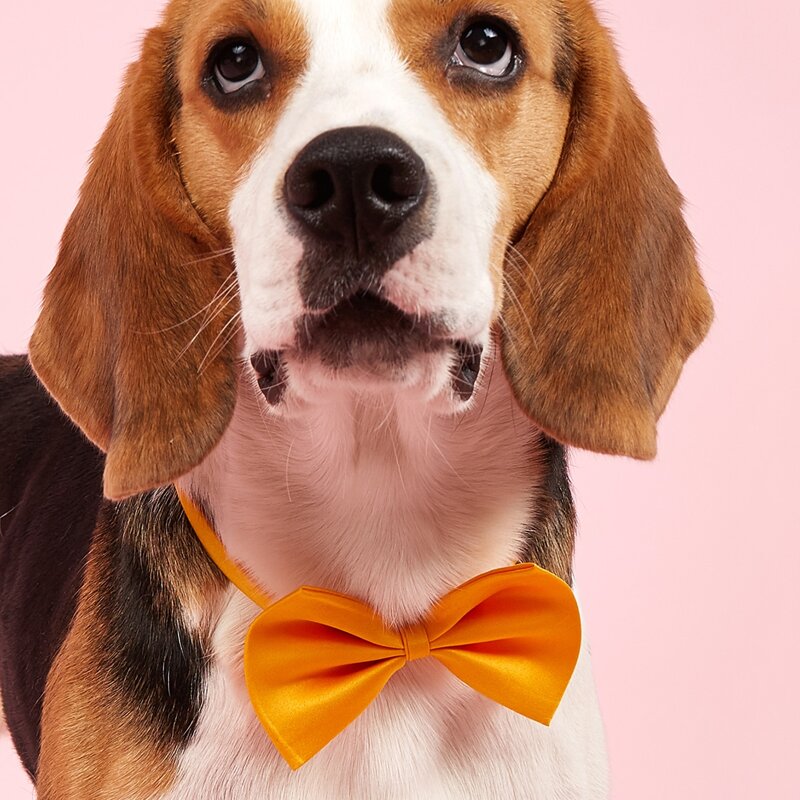 

Solid Color Pet Bow, Yellow