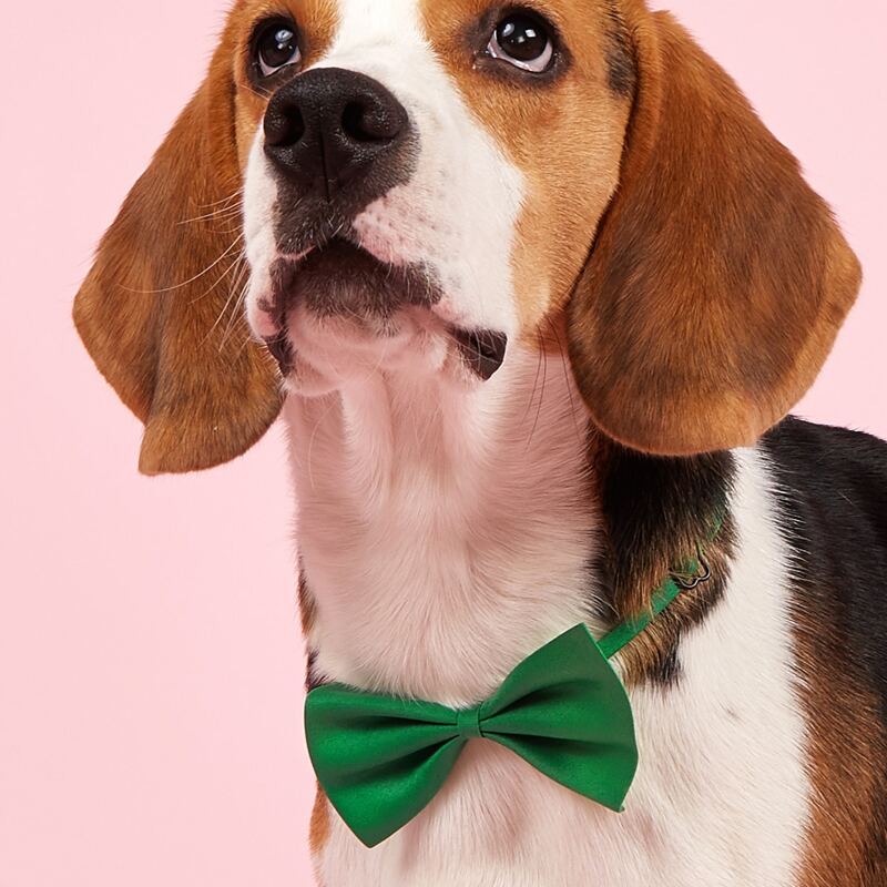 

Solid Color Pet Bow, Green