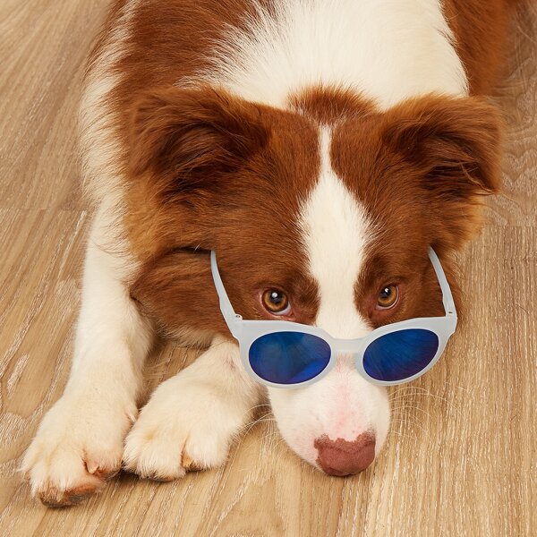 

1pair Round Lens Pet Sunglasses, Baby blue