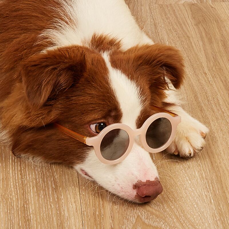 

1pair Round Lens Pet Sunglasses, Champagne