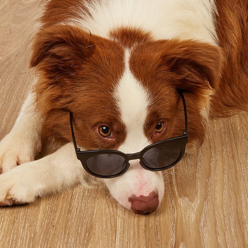 

1pair Round Lens Pet Sunglasses, Black