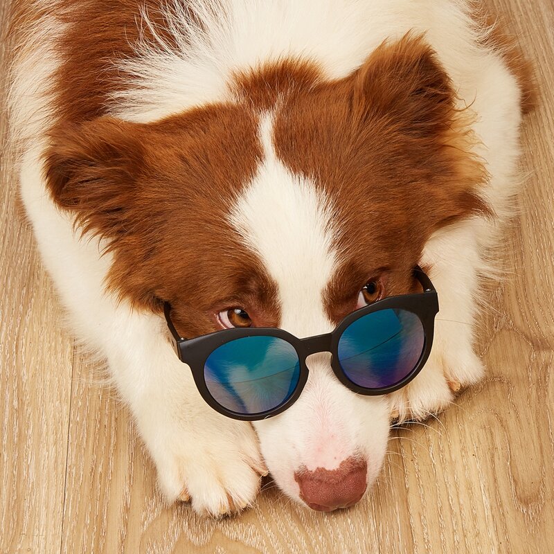 

1pair Round Lens Pet Sunglasses, Black