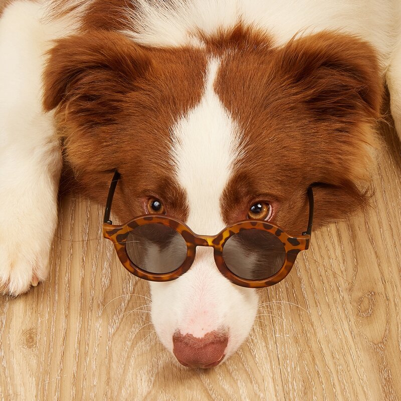 

1pair Round Lens Pet Sunglasses, Multicolor