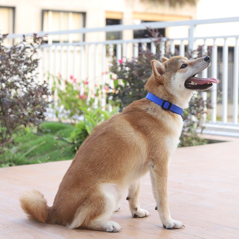 

Solid Color Pet Collar, Blue