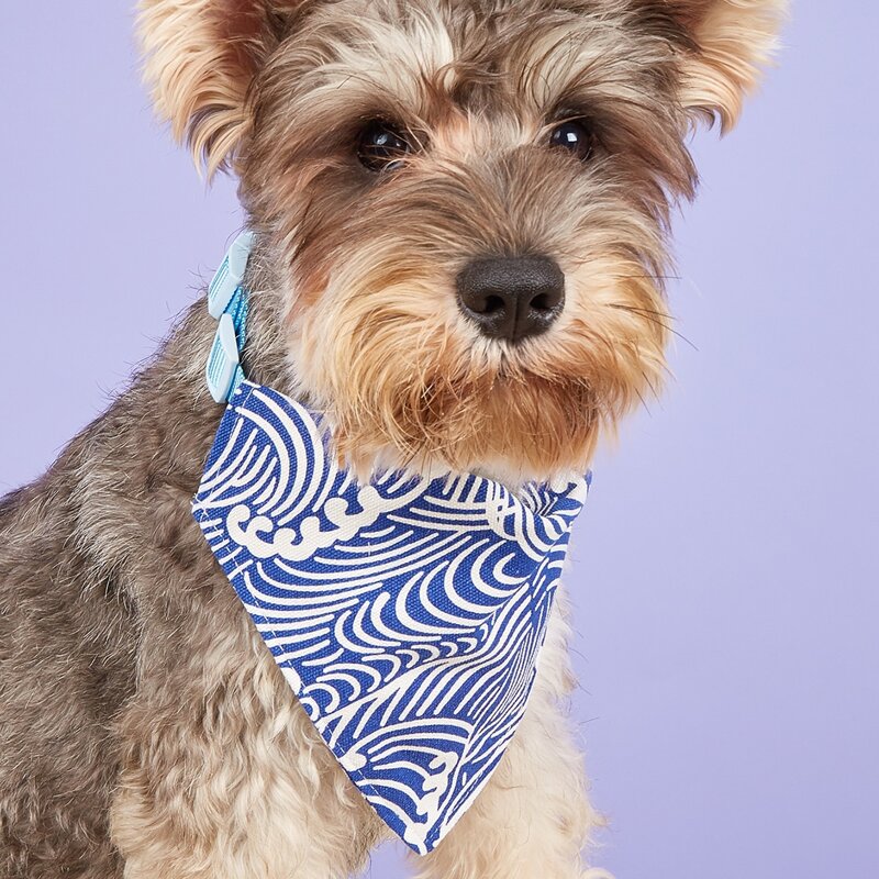 

Graphic Print Pet Bandana, Blue and white
