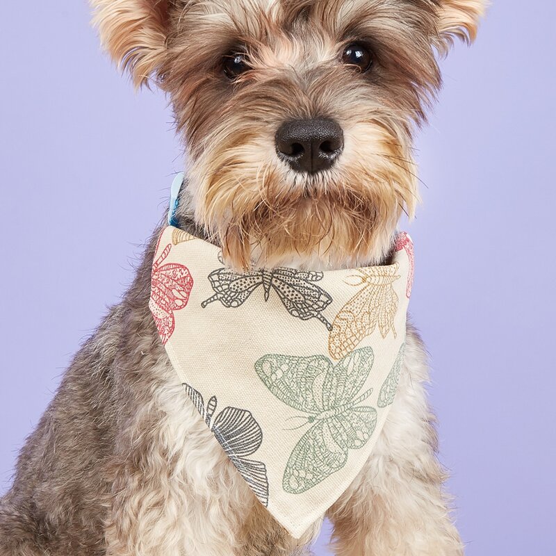 

Butterfly Print Pet Bandana, Multicolor