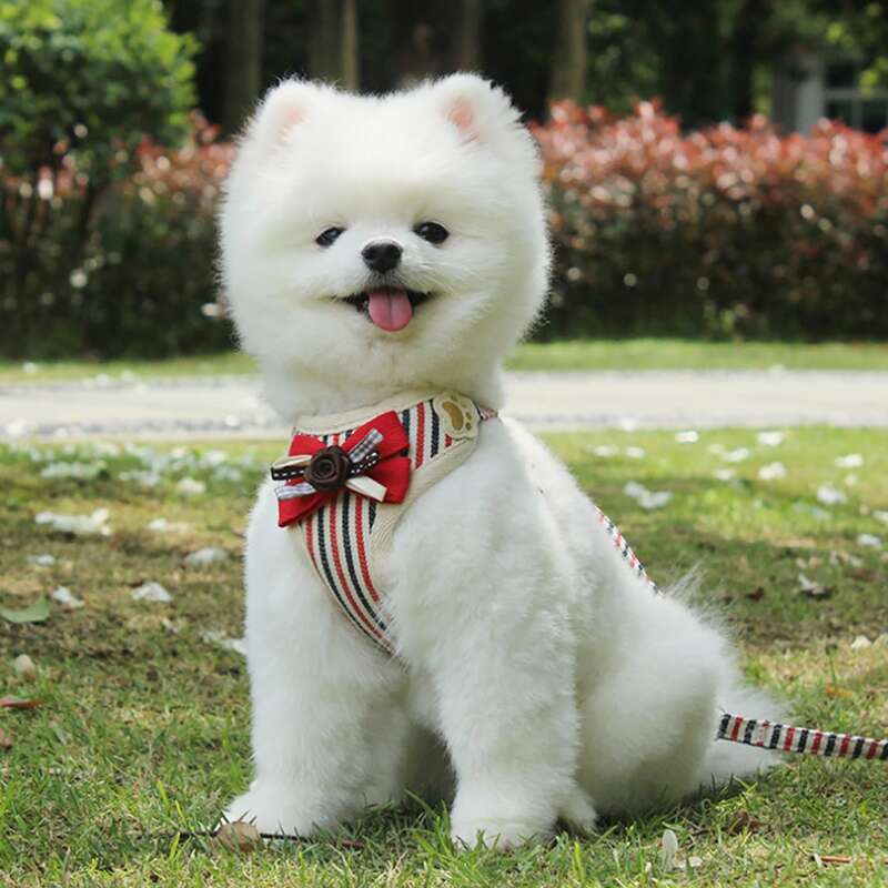 

1pc Striped Pattern Pet Harness & 1pc Leash, Multicolor