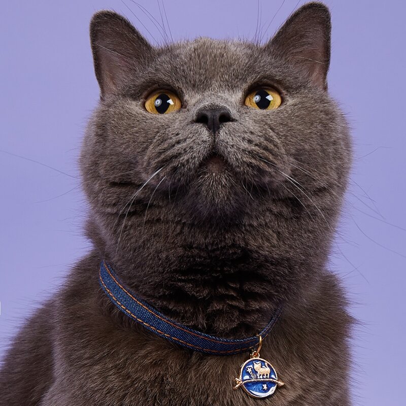 

Bell Pendant Pet Necklace, Blue