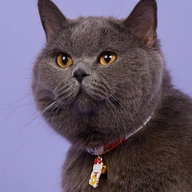 

Cat Print Bell Pet Necklace, Red