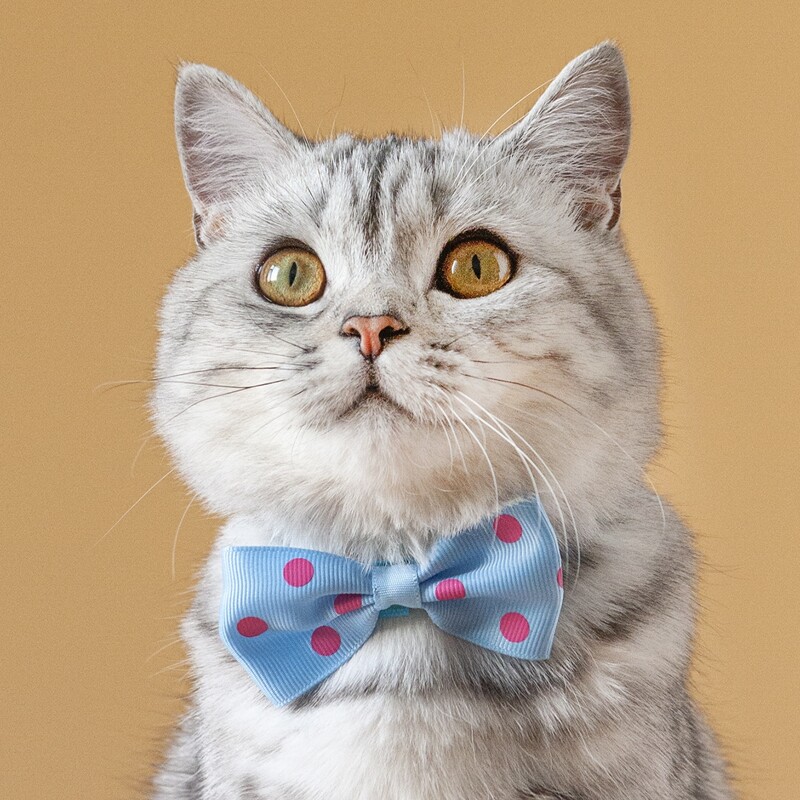 

Polka Dot Pattern Pet Bow, Baby blue