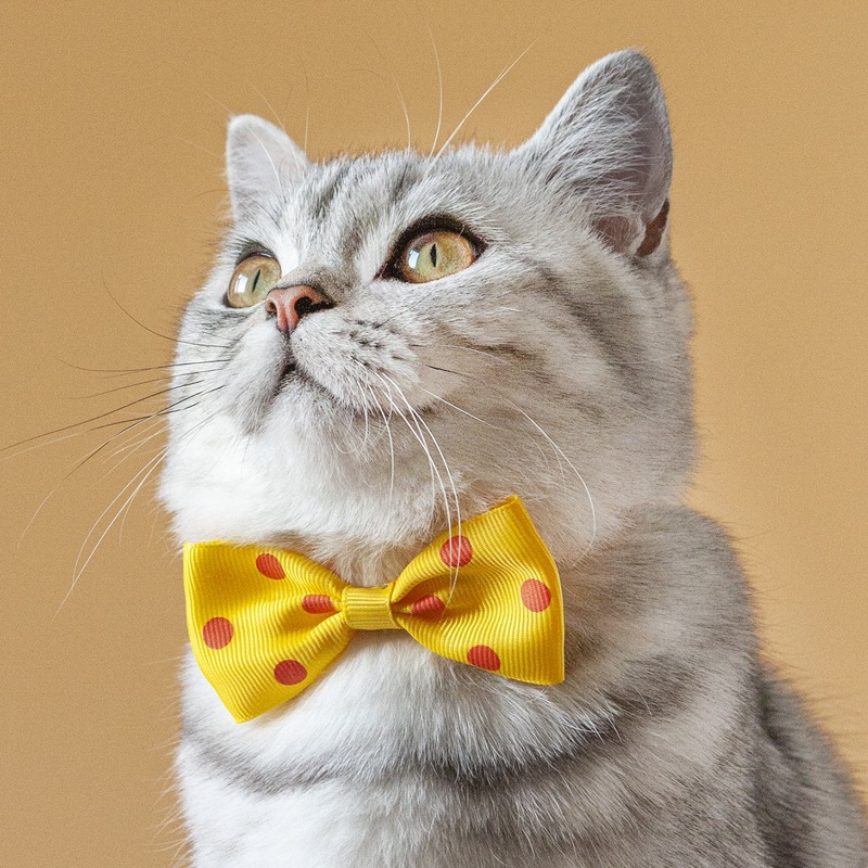 

Polka Dot Pattern Pet Bow, Yellow