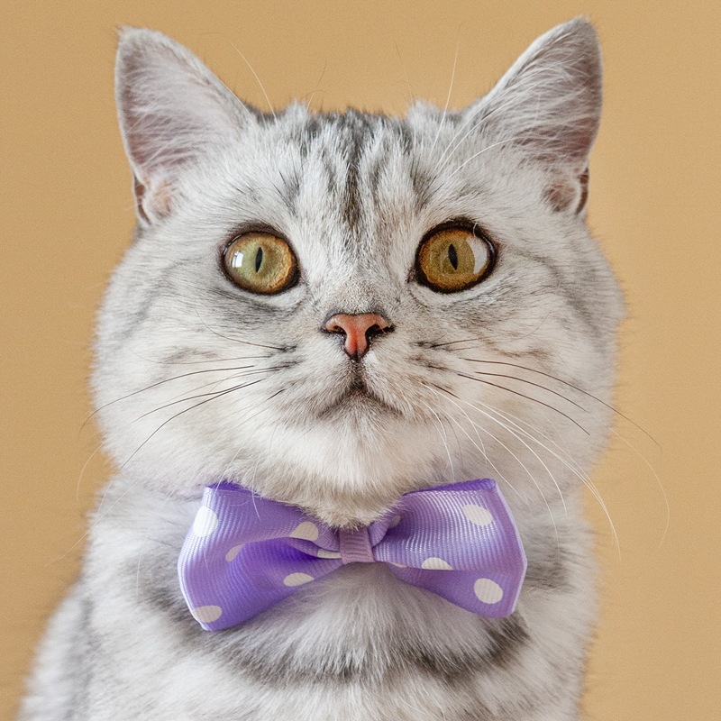 

Polka Dot Pattern Pet Bow, Purple