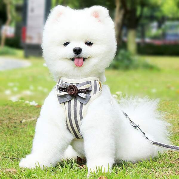 

1pc Striped Pattern Pet Harness & 1pc Leash, Multicolor