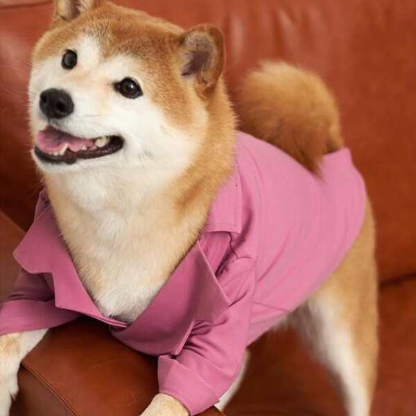 

Solid Color Pet Suit Top, Purple