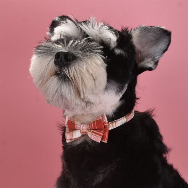 

Bow Decor Bell Pet Collar, Red