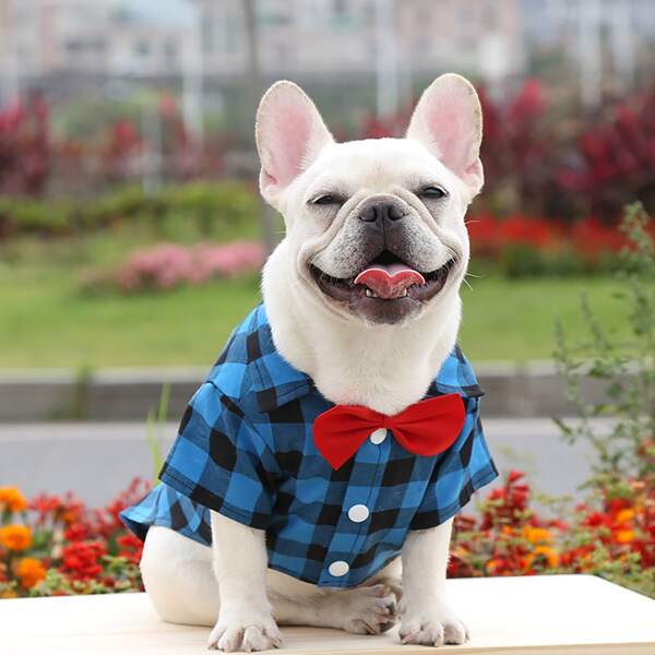 

Gingham Pattern Pet Shirt, Blue