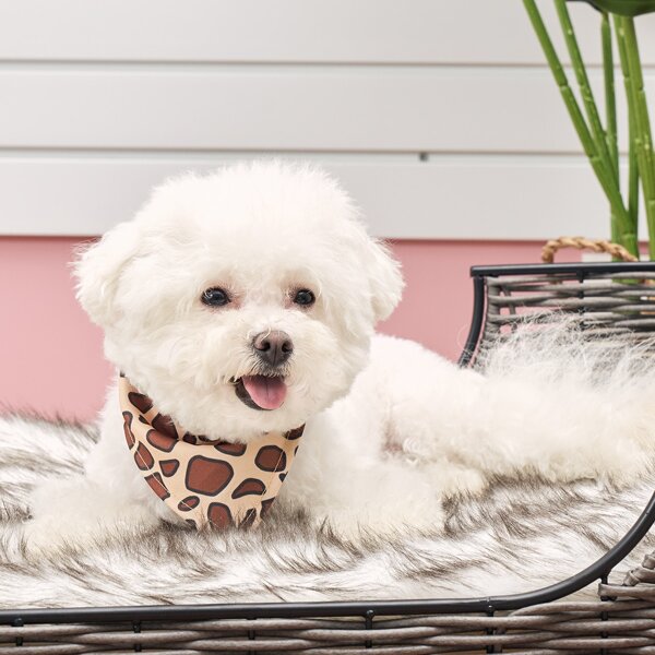 

Graphic Print Pet Bandana, Multicolor