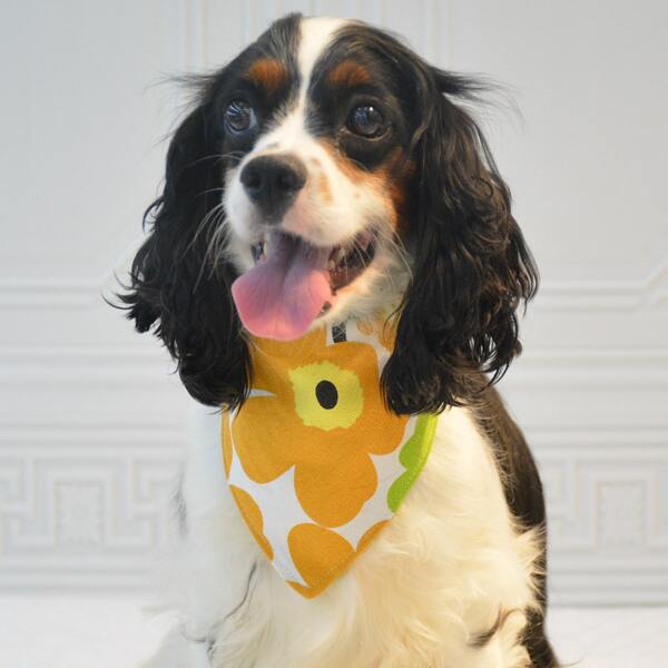 

Flower Print Pet Scarf, Multicolor
