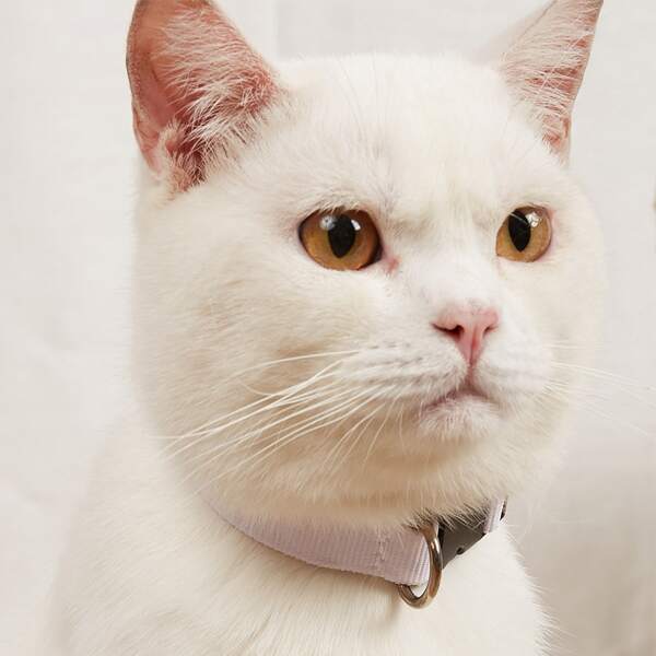 

Plain Pet Collar, White