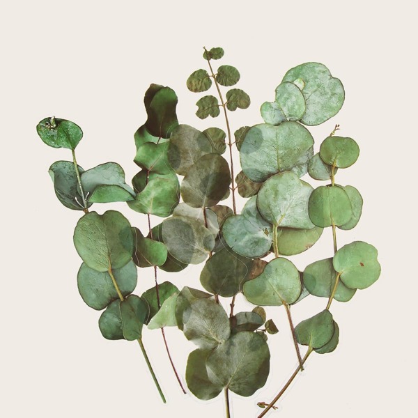 

6pcs Leaf Pattern Sticker, Multicolor