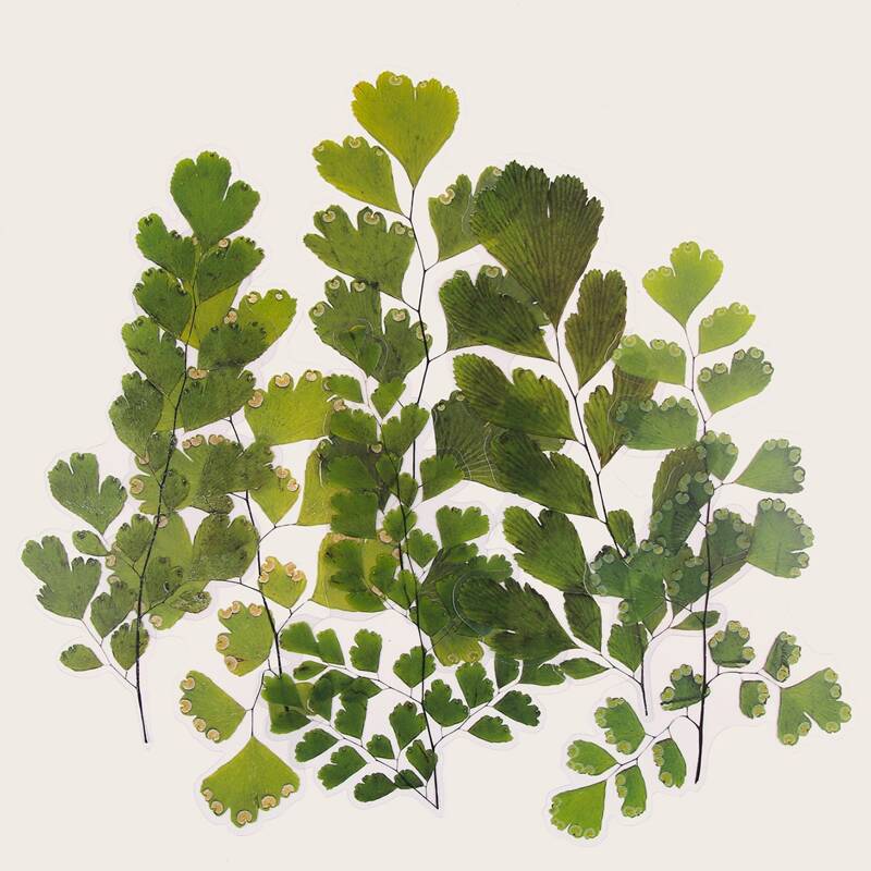 

6pcs Plant Pattern Sticker, Multicolor
