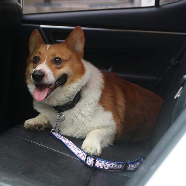 

Flower Print Pet Car Seat Belt, Multicolor