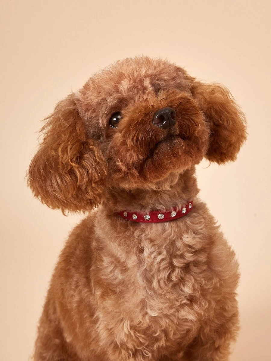 1件装水晶水钻可调节宠物项圈，带牵引绳扣，天鹅绒镶钻狗项圈，小型犬/猫项圈配件 - 紅色 - 查看 1