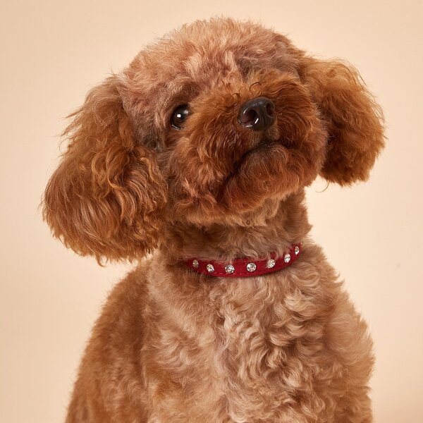 

Rhinestone Decor Pet Collar, Red