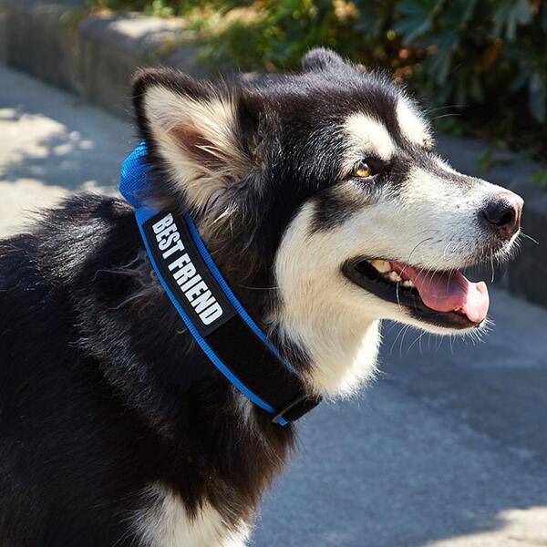 

Slogan Graphic Pet Collar, Blue