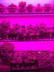 1 Pieza Luz De Crecimiento De Plantas, Tira De Luz Led De 30 Para El Cultivo De Plantas En Invernaderos - Morado - Ver 2