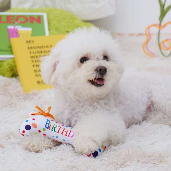 

Birthday Bone Pet Chew Toy, Multicolor