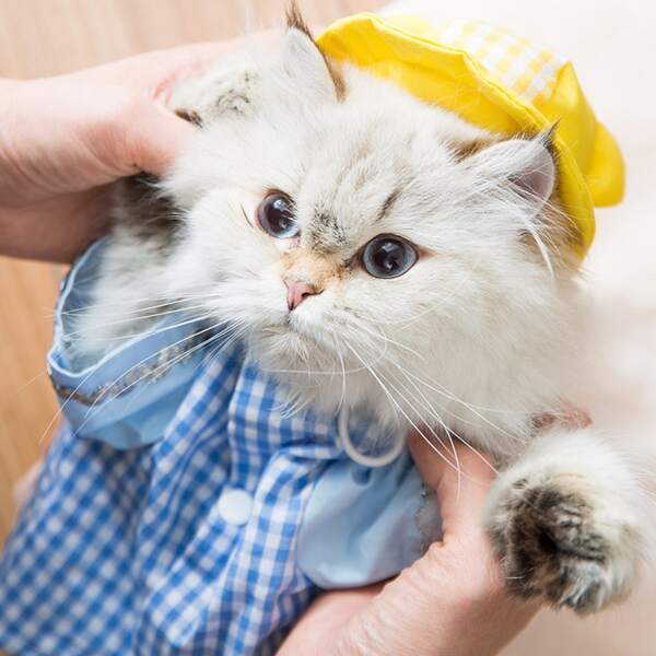 

Chinese Character Print Pet Shirt, Blue