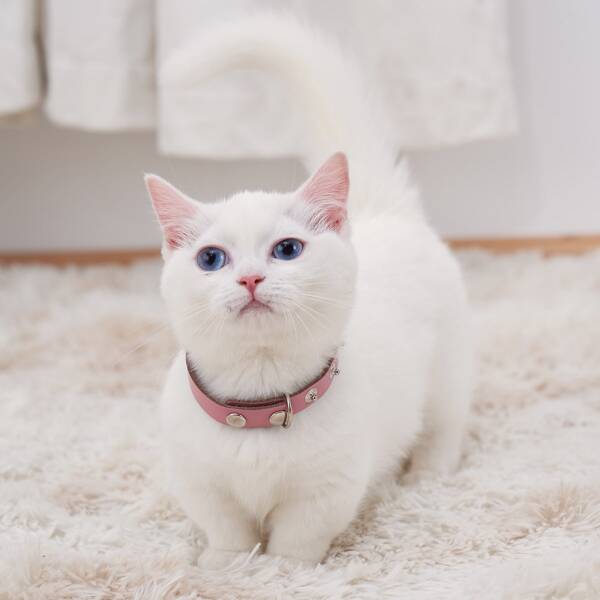 

Button Detail Pet Collar, Pink