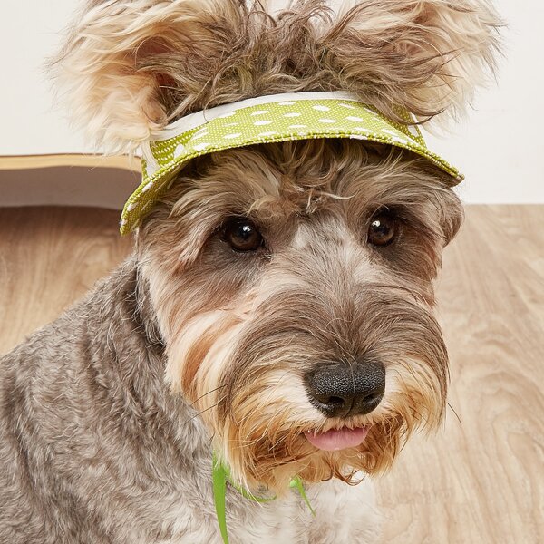 

Polka Dot Pattern Pet Hat, Green