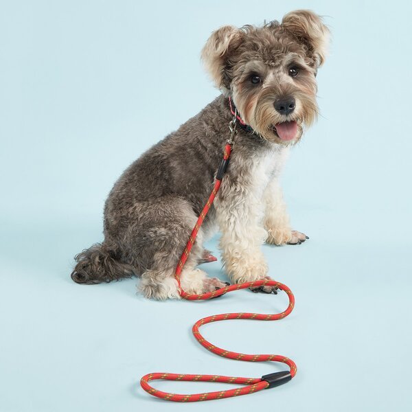 

1pc Random Color Pet Leash, Multicolor