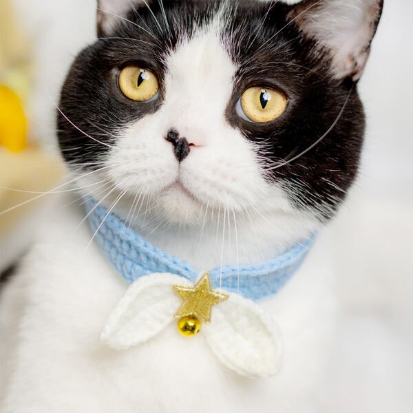

Wind Detail Knitted Pet Collar, Blue