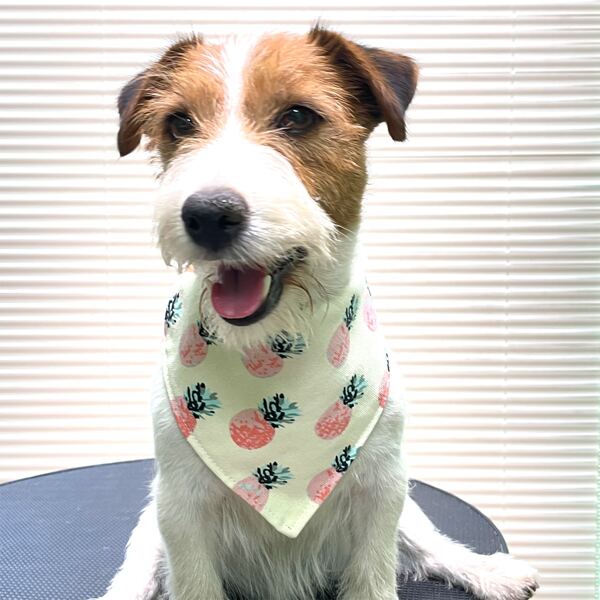 

Pineapple Print Pet Bandana, Multicolor
