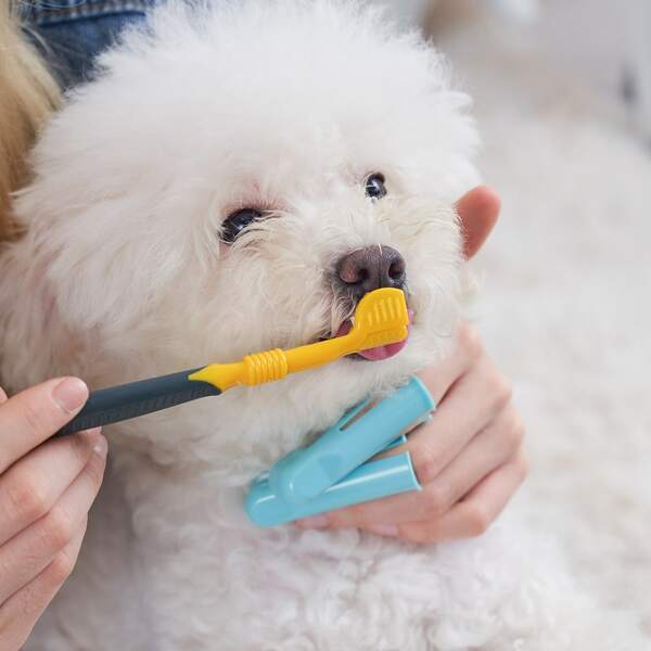 

1pc 3 Side Pet Toothbrush & 2pcs Finger Toothbrush, Multicolor