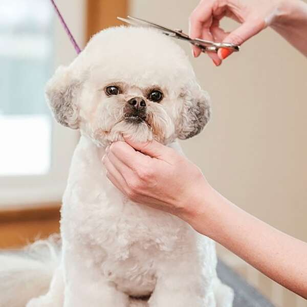 

1pc Pet Grooming Scissors, Silver