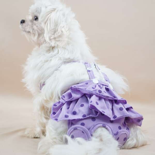 

Polka Dot Pattern Pet Sanitary Pant, Purple