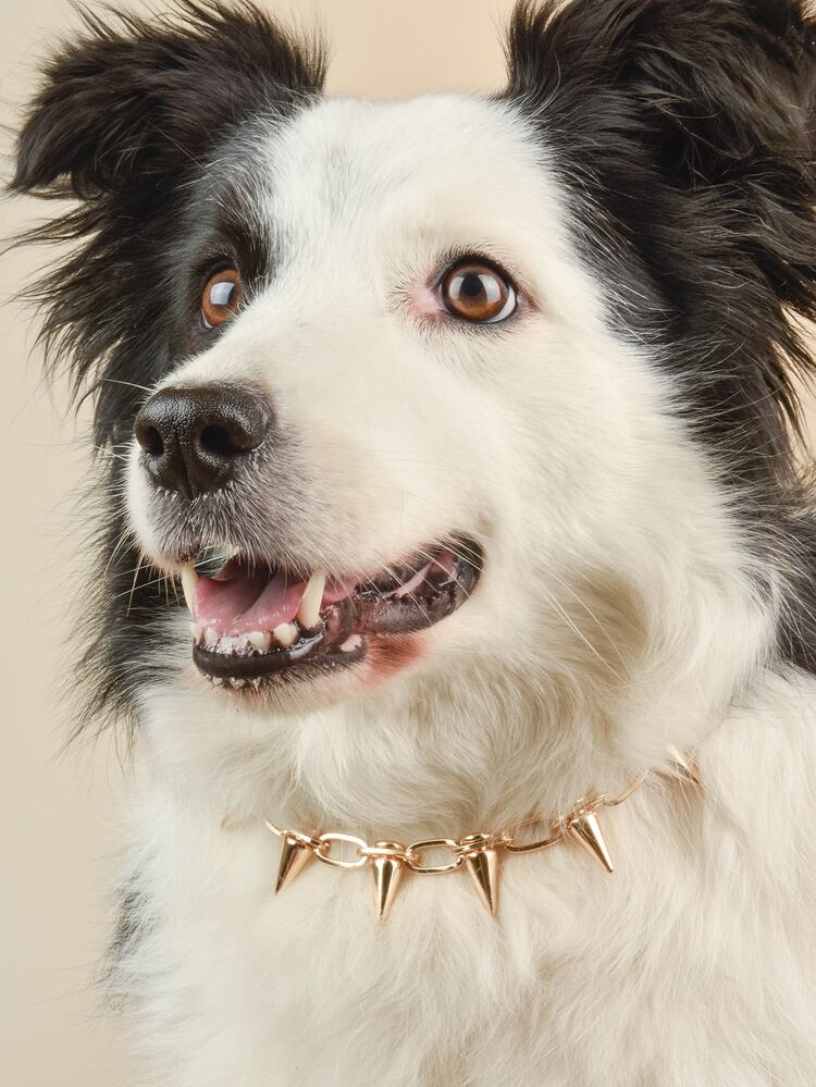 寵物鉚釘項鍊 - 金色 - 查看 6