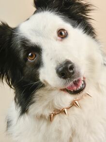 寵物鉚釘項鍊 - 金色 - 查看 2