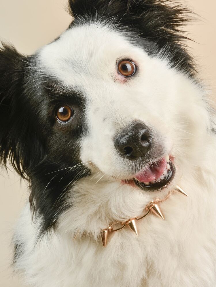 寵物鉚釘項鍊 - 金色 - 查看 2