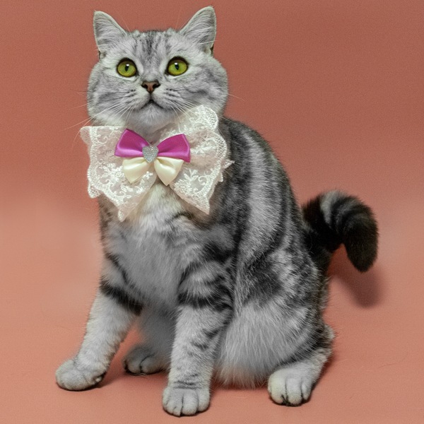 

Bow Decor Pet Collar, Hot pink