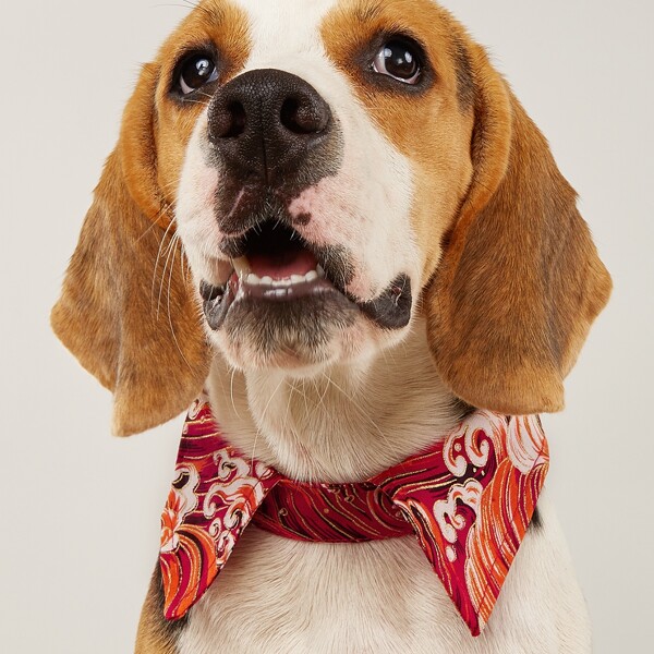 

Wave Print Pet Collar, Multicolor