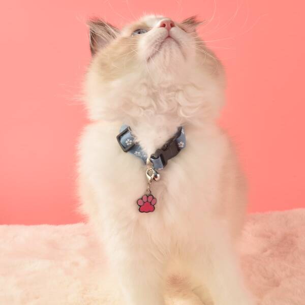 

1pc Random Color Paw Pet ID Tag, Multicolor