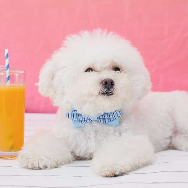 

Striped Pattern Pet Bow, Blue