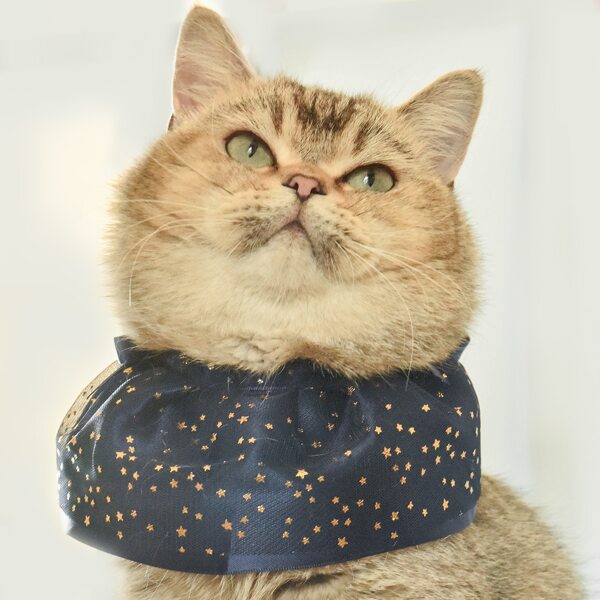 

Star Print Pet Bib, Blue