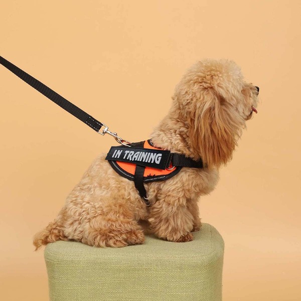 

1pc Letter Graphic Pet Harness Without Leash, Orange